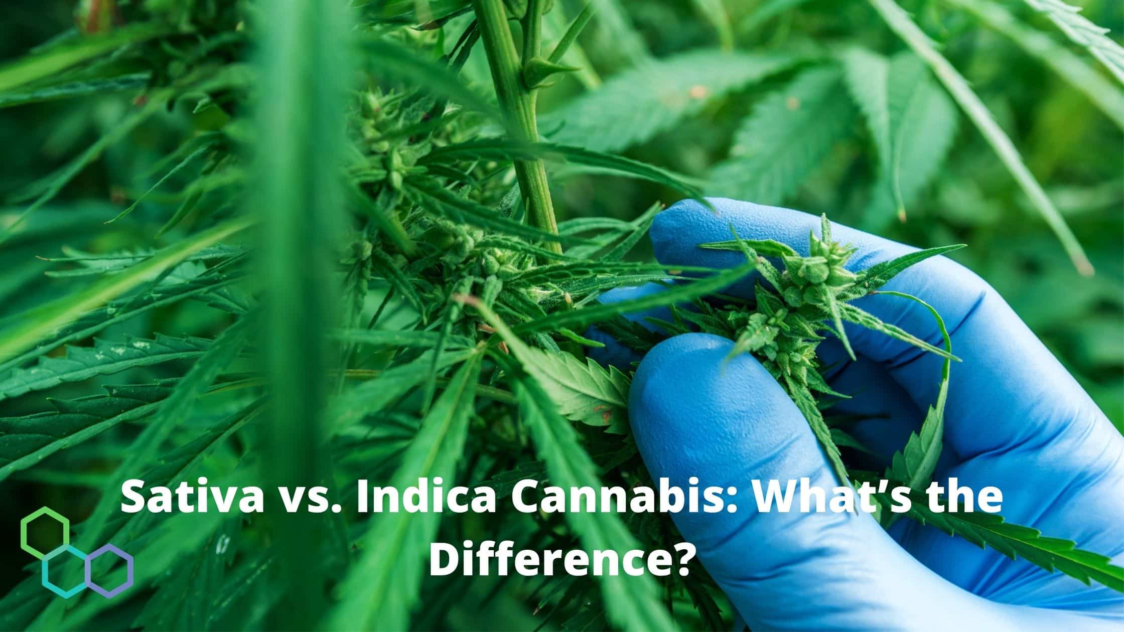 cannabis-canada-indica-versus-sativa