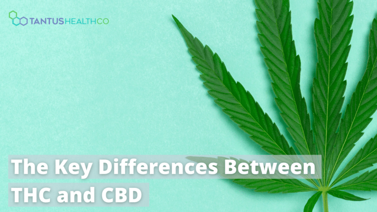 The Key Differences Between Thc And Cbd Understanding The Two Primary