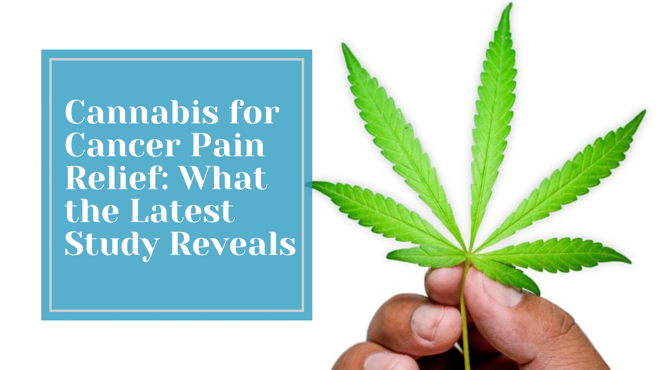 Cannabis for Cancer Pain Relief
